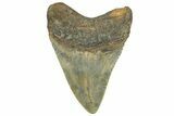 Serrated, Fossil Megalodon Tooth - North Carolina #362950-1